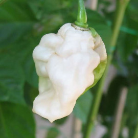 Bhut Jolokia White